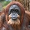 Tierpark Hagenbeck: Wohl ältester Orang-Utan der Welt - Ziehsohn hält Bella fit