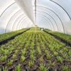 Goed nieuws deze week: onderzoek moet zelfredzaamheid van planten vergroten
