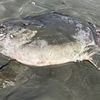Bizarre six-foot long rare creature washes up on beach leaving residents baffled