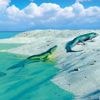 Vondst oudste reptielensporen ooit herschrijft volgens wetenschappers evolutie