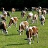 "Des mesures précises et concrètes en faveur de l'environnement" : le comté défendu par ses producteurs