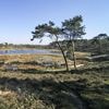 Dorstige bomen zijn verrassend genoeg vaak juist de oorzaak van verdroging