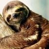 Sluggish sloth's secrets of success revealed in new study
