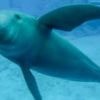 Saving China's finless porpoise from the brink of extinction