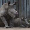 Cutting off rhinos' horns is a contentious last resort to stop poaching. A new study found it works