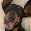 Dog found using owner's t-shirt after 529 days in Australian wilderness