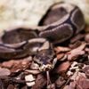 Tierschmuggel in Indien: Passagier mit Giftschlangen am Flughafen in Mumbai erwischt