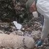 Woman is arrested after five-day-old baby found decapitated and dismembered in rubbish bin in Spain