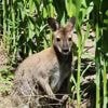 Ontsnapte wallaby kinderboerderij dood aangetroffen in Waaslandhaven: “Vrezen dat onze nachtmerrie waarheid is geworden”