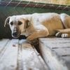 Spaanse politie opent onderzoek na vondst 32 dode honden op boerderij