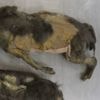 IJstijdpuppy's in Noord-Siberië blijken wolven die niet met mensen samenleefden