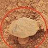 Life on Mars? Mysterious 'mushroom' is spotted on the Red Planet in photo snapped by NASA's Curiosity rover