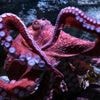 Fans bid farewell to beloved California octopus Ghost as she cares for eggs in final stage of life