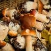 Tchernobyl : 40 ans après la catastrophe, une association lance un appel aux ramasseurs de champignons pour analyser la contamination des sols