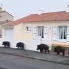 Des chasseurs devant des mairies en Vendée : un coup de pression « sur un sujet qui reste clivant »