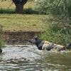KIJK. Alwéér koe in de Westhoek te water: brandweer moet flink ploeteren om dier uit kanaal in Houthulst te halen