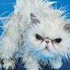 Not Funny!: 12 Ausstellungen im Mai, die Berlin Spaß machen