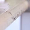 Ameisenalarm in der Wohnung? Diese Tricks helfen ganz ohne Gift
