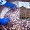 Wat is de mysterieuze ‘European Sperm Bank’ die aan de bron ligt van het donorschandaal?