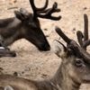 Q-koorts ontdekt bij rendieren na miskramen in dierentuin Kerkrade, RIVM waarschuwt bezoekers