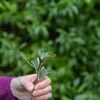 Voici comment fabriquer de l’eau de vos saules pour réussir vos boutures