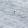 Loch Ness monster hunter is STUNNED as 'Nessie's head' is filmed rising and sinking out the water