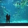 Les coulisses de Nausicaà, plus grand aquarium européen, à découvrir ce soir sur 6ter