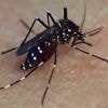 Chikungunya : une épidémie sans précédent en métropole
