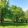 Cette entreprise a fait parler un arbre vieux de 150 ans grâce à l’IA, voici ce qu’il raconte