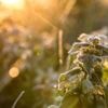 Wetter: Tagsüber bis zu 20 Grad, nachts vereinzelt Frost