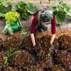 Twee kwekerijen krijgen samen half miljoen euro boete voor uitbuiten Oekraïners