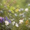 heise+ | Wildblumen märchenhaft fotografieren – so gehts