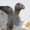 More than 100 vultures die in a mass poisoning in South Africa's flagship national park