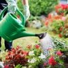 Arrosage, paillage… Voici cinq conseils pour prendre soin de votre jardin lors de coups de chaud