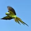 The predator that's set to clip the wings of Britain's growing green parakeet population