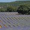 Ce village espagnol et ses champs de lavande à perte de vue, un spectacle magique à protéger