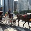 Un cheval de calèches meurt en pleine rue à New York, les défenseurs des animaux montent au créneau