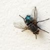 Zo verwijder je insectenvlekken van je muren zónder verkleuring die achterblijft