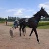 À Vire Normandie, nouvelle journée de courses hippiques à l’hippodrome ce jeudi 8 mai