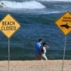 Le dernier acte héroïque d’un surfeur australien avant d’être happé par un grand requin blanc