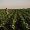 Opbrengst van tarwe, rijst en maïs zal afnemen als gevolg van klimaatverandering