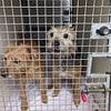 Inside horror home where more than 50 'suffering' animals lived in squalor: Man who was already banned from having pets is jailed - as his partner walks free from court
