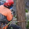 Peut-on abattre des arbres toute l’année ? On vous répond