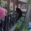 Take a seat! Mischievous bear sends diners fleeing from restaurant before quick-thinking customer takes matters into his own hands