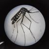 Dengue, chikungunya… Quel risque d’une épidémie liée au moustique tigre cet été, dans l’Hexagone ?