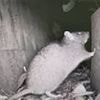 Elderly couple reveal they have been besieged by giant rats for 10 years - while council claims there is 'no evidence of infestation'