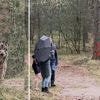 Veluwse wolf Hubertus staat al drie maanden op dodenlijst: dit is waarom hij nog niet dood is