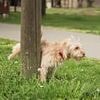 Barking up the wrong trees: RHS visitors left howling over trial that lets in dogs to garden