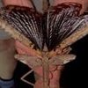 That's not a stick it's a branch! New species of supersized 16-INCH long stick insect is discovered deep in an Australian jungle