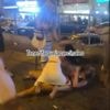 Shock moment two Brit women brawl on Tenerife street as leering yobs spur them on sparking local fury on holiday island